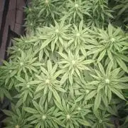 14/14 Oreoz FEM "GB SEEDS"