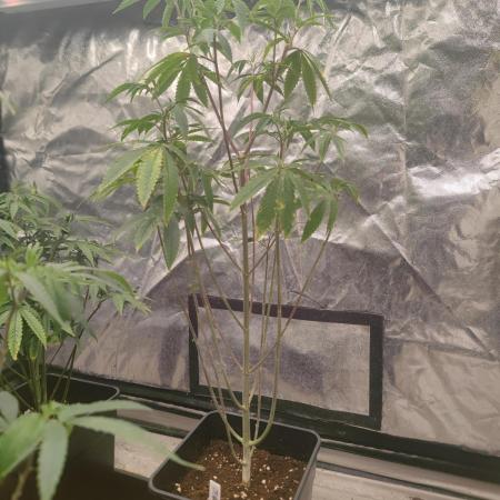 Platinum OG "GB Strains" FEM