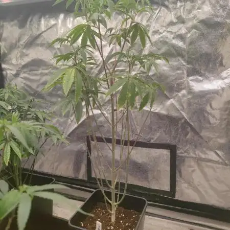 Platinum OG "GB Strains" FEM