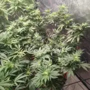 14-14 Tropimango "Philosopher Seeds" FEM