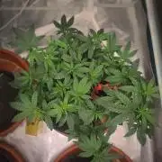 CRITICAL FEM "GB STRAINS