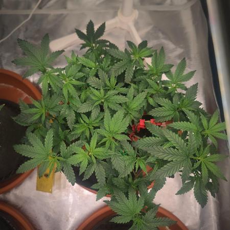 CRITICAL FEM "GB STRAINS