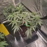 (Clon) Kritical GB FEM "GB SEEDS"
