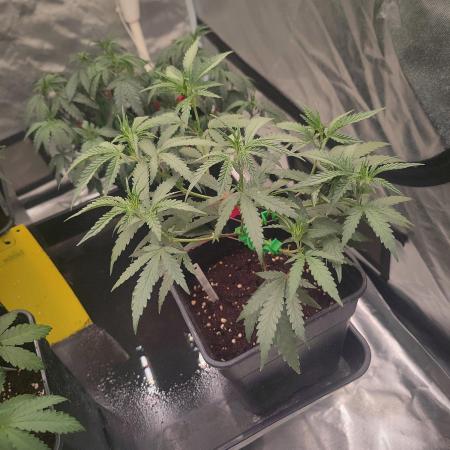 (Clon) Kritical GB FEM "GB SEEDS"