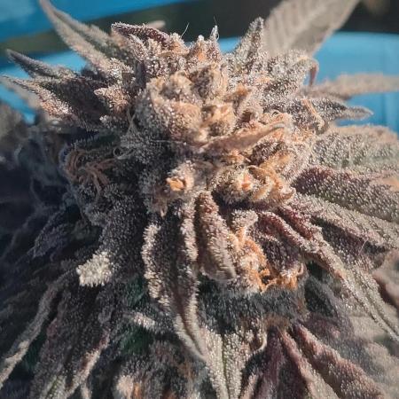 14-14 Blue Zushi L.E. "Grower Choice"