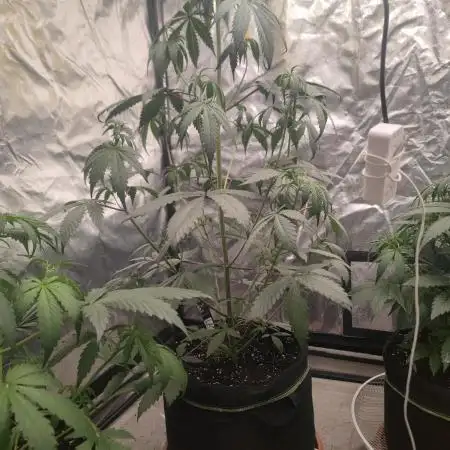 Papaya Zoap Auto "Sweet Seeds"