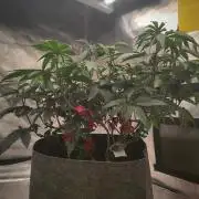 CRITICAL FEM "GB STRAINS