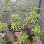 14-14 Amnesia Fast CBD "GB Strains" FEM
