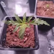 Kritical GB FEM "GB SEEDS"