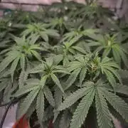 CRITICAL FEM "GB STRAINS
