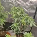 Amnesia Fast CBD "GB Strains" FEM