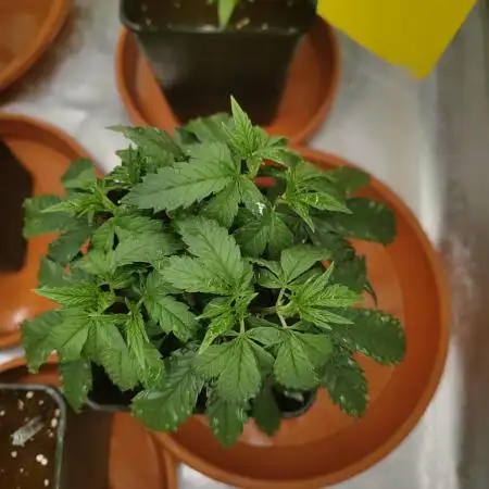 CRITICAL FEM "GB SEEDS"