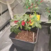 Blue Zushi L.E. "Grower Choice"