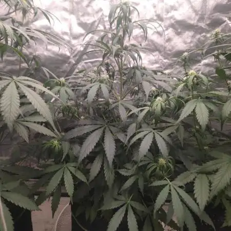 Hyperion F1 Auto "RQS"