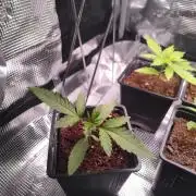 CRITICAL FEM "GB SEEDS"
