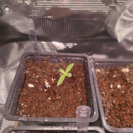 Kritical GB FEM "GB SEEDS"