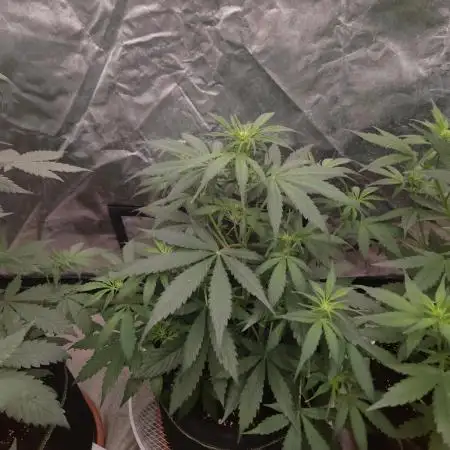 Hyperion F1 Auto "RQS"