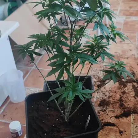 Tropimango "Philosopher Seeds" FEM