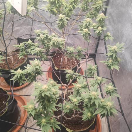 14-14 Tropimango "Philosopher Seeds" FEM