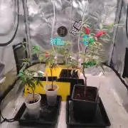 💚Carpa de esquejes y sus cuidados 💚