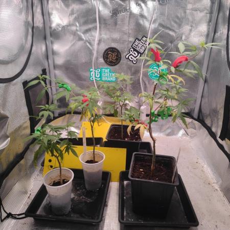 💚Carpa de esquejes y sus cuidados 💚