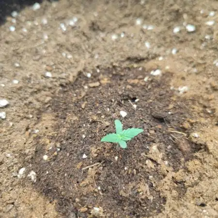 Hyperion F1 Auto "RQS"