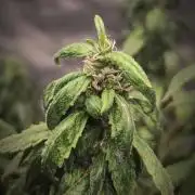 14/14 CRITICAL FEM "GB STRAINS"