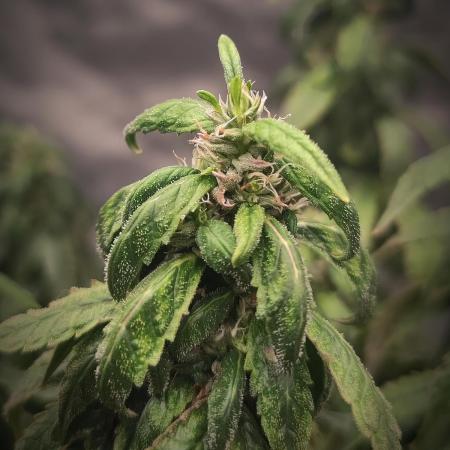 14/14 CRITICAL FEM "GB STRAINS"