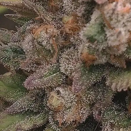 Auto Purple Sunset XXL "GB strain" again