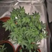 CRITICAL FEM "GB STRAINS