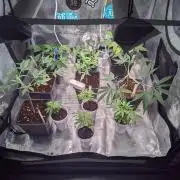 💚Carpa de esquejes y sus cuidados 💚