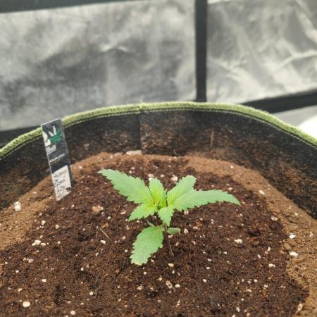 Papaya Zoap Auto "Sweet Seeds"