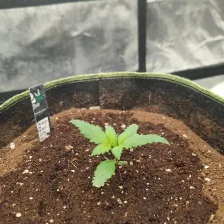 Papaya Zoap Auto "Sweet Seeds"