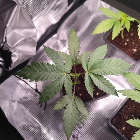 CRITICAL FEM "GB SEEDS"