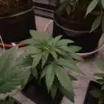 Blue Zushi L.E. "Grower Choice" FEM