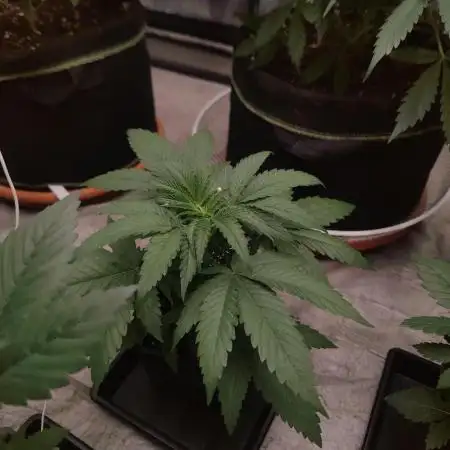 Blue Zushi L.E. "Grower Choice" FEM