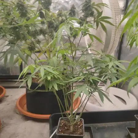 Blue Zushi L.E. "Grower Choice" FEM