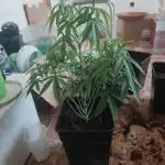Blue Zushi L.E. "Grower Choice" FEM