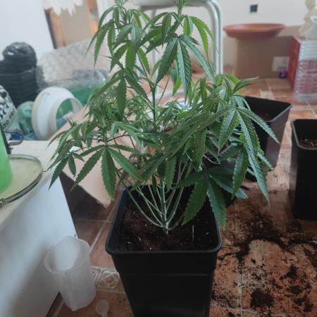 Blue Zushi L.E. "Grower Choice" FEM
