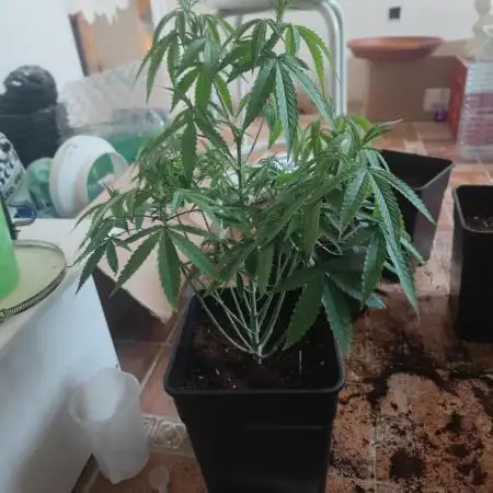 Blue Zushi L.E. "Grower Choice" FEM