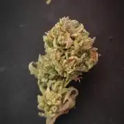 14-14 Platinum OG "GB Strains" FEM