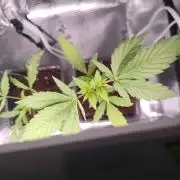 Oreoz FEM "GB SEEDS"