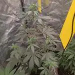 Papaya Zoap Auto "Sweet Seeds"