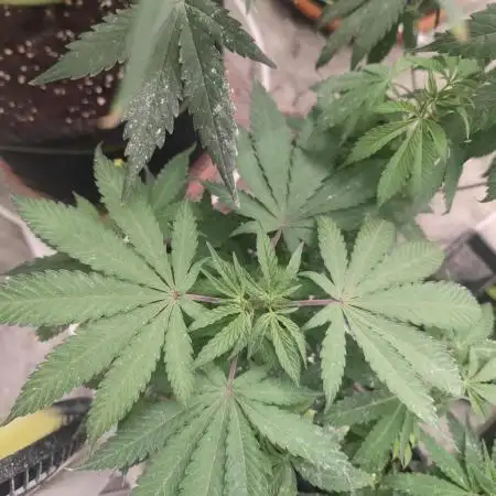 Blue Zushi L.E. "Grower Choice" FEM