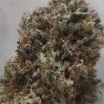 Auto Mimosa Cocktail XXL "GB Strains"