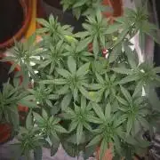 Blue Zushi L.E. "Grower Choice"