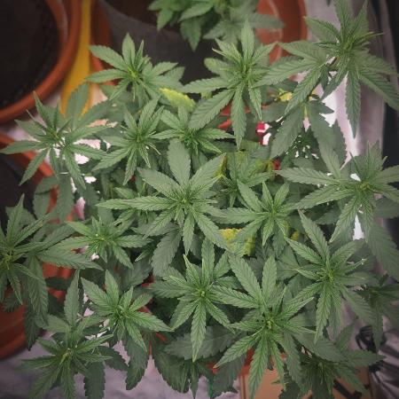 Blue Zushi L.E. "Grower Choice"