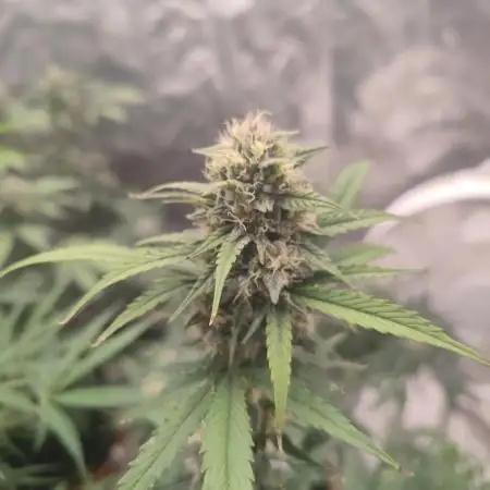Auto Mimosa Cocktail XXL "GB Strains"