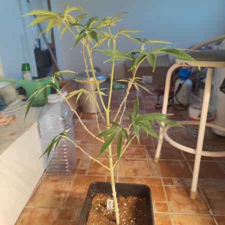 Amnesia Fast CBD "GB Strains" FEM