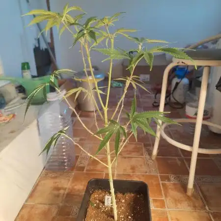 Amnesia Fast CBD "GB Strains" FEM